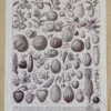 Fruits du monde, planche botanique recto-verso 1930