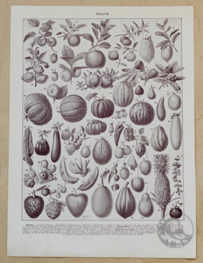 Fruits du monde, planche botanique recto-verso 1930
