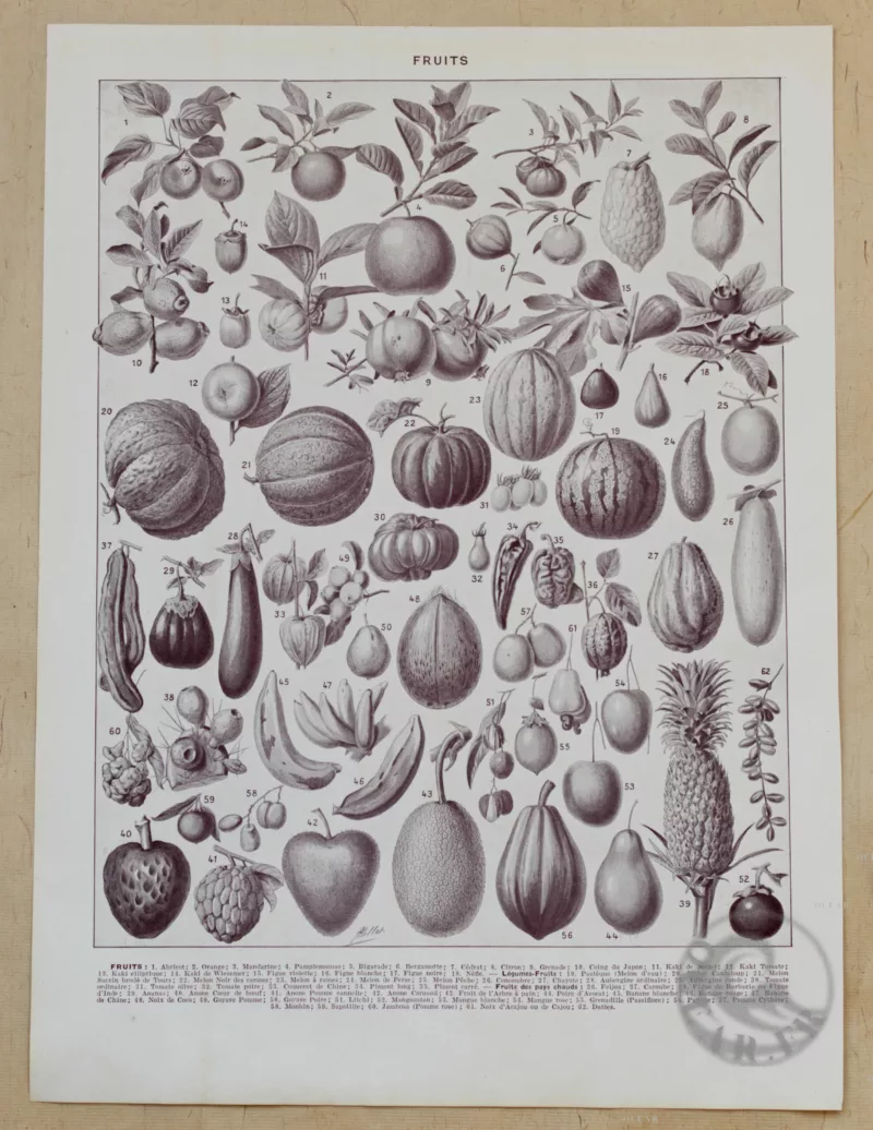 Fruits du monde, planche botanique recto-verso 1930