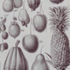 Fruits du monde, planche botanique recto-verso 1930