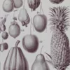 Fruits du monde, planche botanique recto-verso 1930