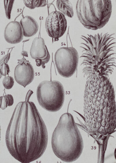 Fruits du monde, planche botanique recto-verso 1930