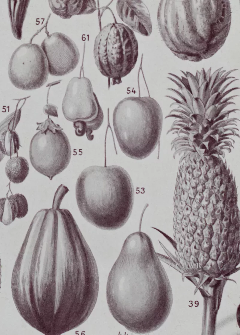 Fruits du monde, planche botanique recto-verso 1930