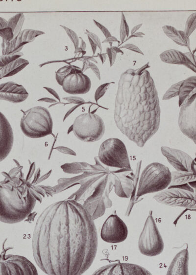 Fruits du monde, planche botanique recto-verso 1930