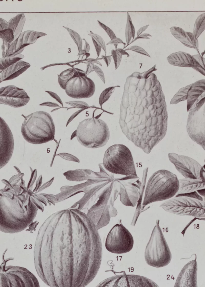 Fruits du monde, planche botanique recto-verso 1930