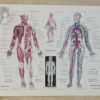 Anatomie humaine, planche médicale recto-verso 1930
