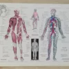 Anatomie humaine, planche médicale recto-verso 1930