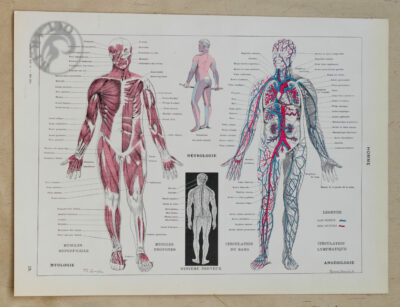 Anatomie humaine, planche médicale recto-verso 1930