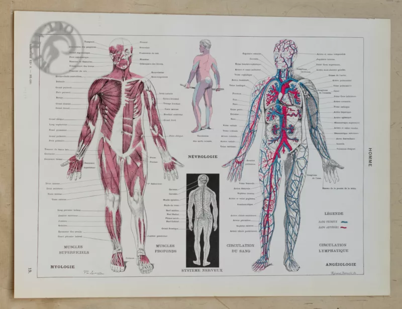 Anatomie humaine, planche médicale recto-verso 1930