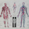 Anatomie humaine, planche médicale recto-verso 1930