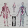 Anatomie humaine, planche médicale recto-verso 1930