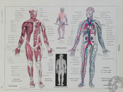 Anatomie humaine, planche médicale recto-verso 1930