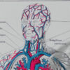 Anatomie humaine, planche médicale recto-verso 1930