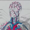 Anatomie humaine, planche médicale recto-verso 1930