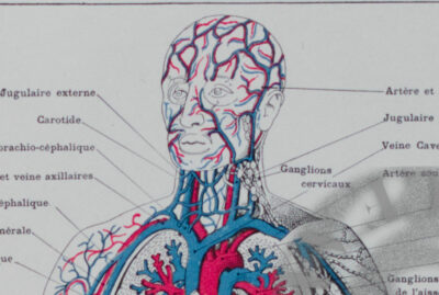 Anatomie humaine, planche médicale recto-verso 1930