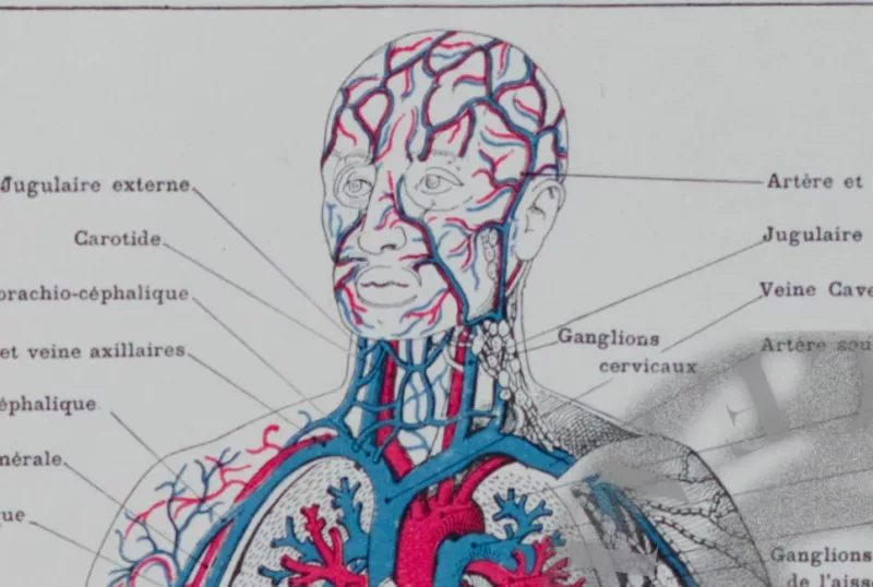 Anatomie humaine, planche médicale recto-verso 1930