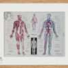 Anatomie humaine, planche médicale recto-verso 1930