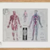 Anatomie humaine, planche médicale recto-verso 1930