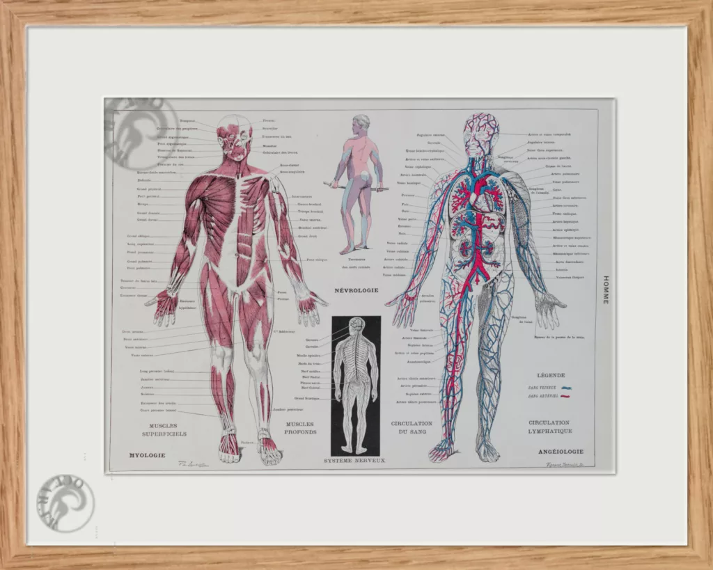 Anatomie humaine, planche médicale recto-verso 1930