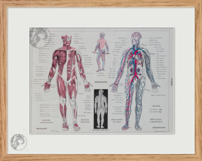 Anatomie humaine, planche médicale recto-verso 1930