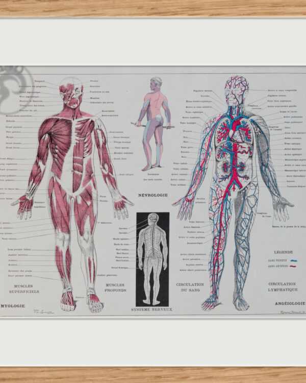 Anatomie humaine, planche médicale recto-verso 1930
