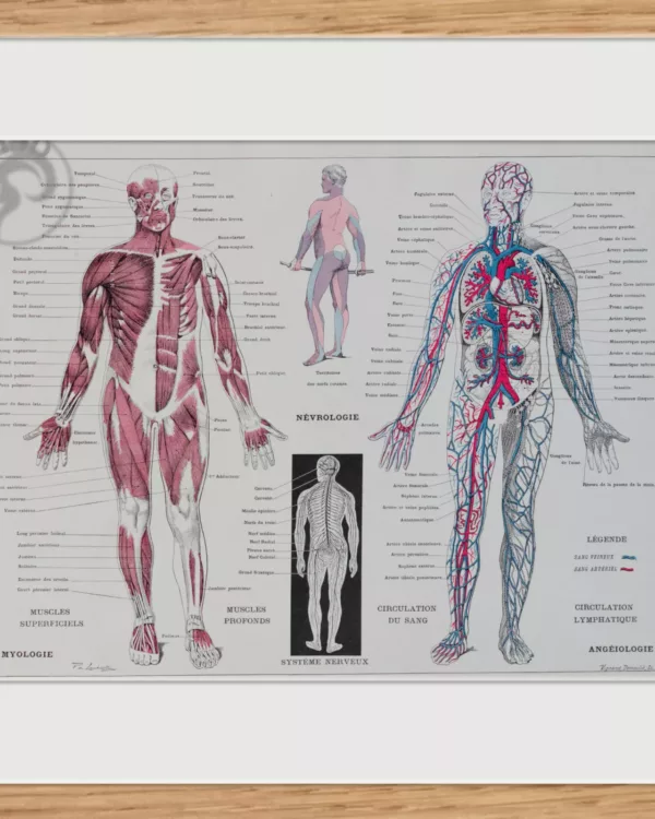 Anatomie humaine, planche médicale recto-verso 1930
