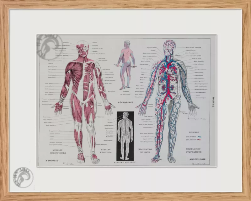 Anatomie humaine, planche médicale recto-verso 1930