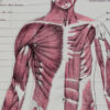 Anatomie humaine, planche médicale recto-verso 1930