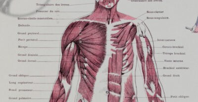 Anatomie humaine, planche médicale recto-verso 1930