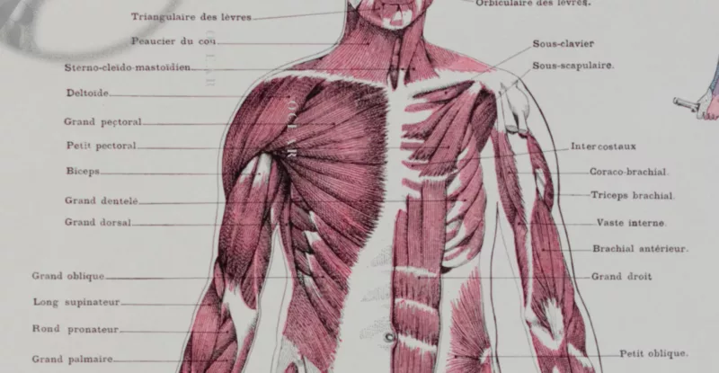 Anatomie humaine, planche médicale recto-verso 1930