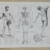 Anatomie humaine, planche médicale recto-verso 1930