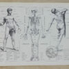Anatomie humaine, planche médicale recto-verso 1930