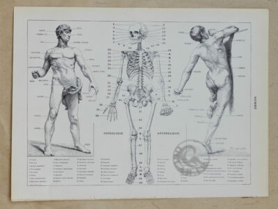 Anatomie humaine, planche médicale recto-verso 1930
