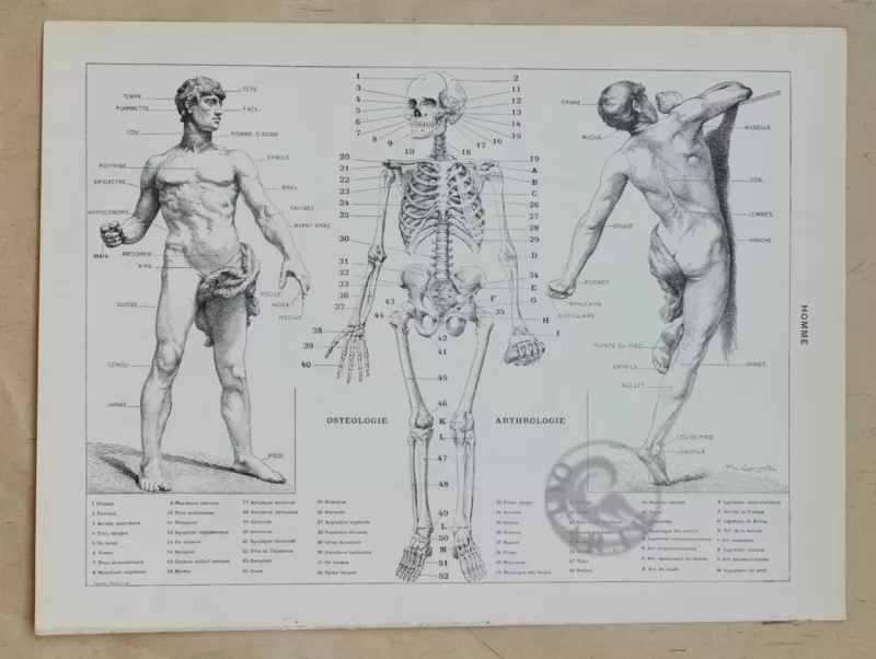 Anatomie humaine, planche médicale recto-verso 1930