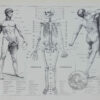 Anatomie humaine, planche médicale recto-verso 1930