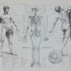 Anatomie humaine, planche médicale recto-verso 1930