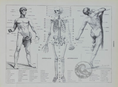 Anatomie humaine, planche médicale recto-verso 1930
