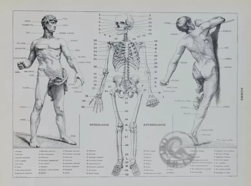 Anatomie humaine, planche médicale recto-verso 1930