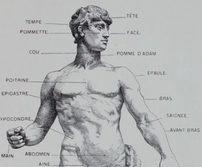 Anatomie humaine, planche médicale recto-verso 1930