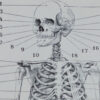 Anatomie humaine, planche médicale recto-verso 1930