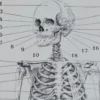 Anatomie humaine, planche médicale recto-verso 1930