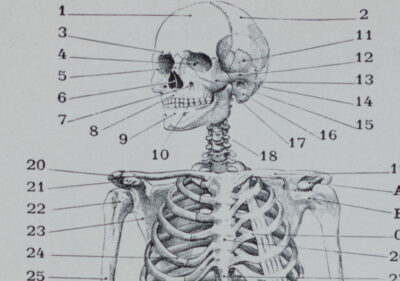 Anatomie humaine, planche médicale recto-verso 1930
