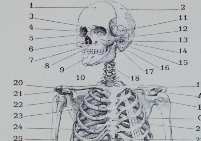 Anatomie humaine, planche médicale recto-verso 1930