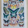 Papillons, lot de deux planches d’Adolphe Millot 1932
