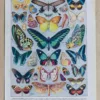 il_fullxfull.7186929606_8pjx-scaled-2 Papillons, lot de deux planches d’Adolphe Millot 1932