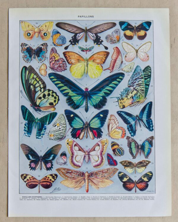 il_fullxfull.7186929606_8pjx-scaled-2 Papillons, lot de deux planches d’Adolphe Millot 1932