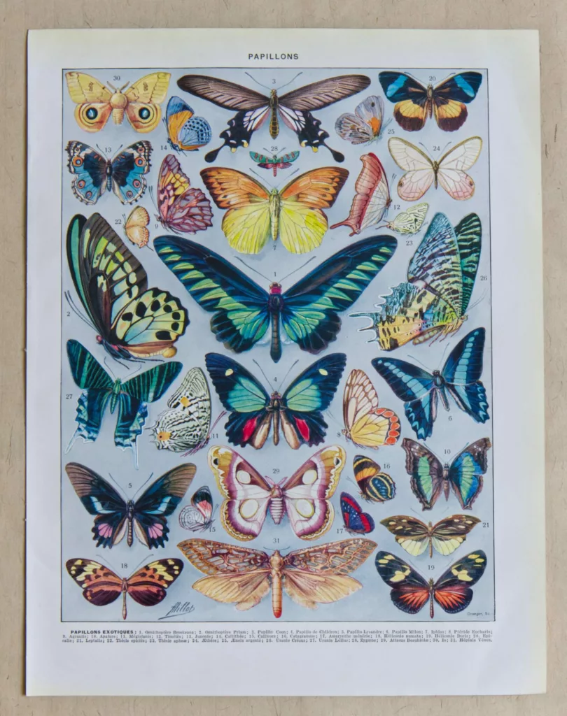 Papillons, lot de deux planches d’Adolphe Millot 1932