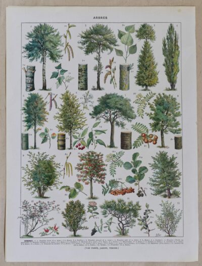 Arbres et leurs ennemis, lot de deux planches botaniques 1928