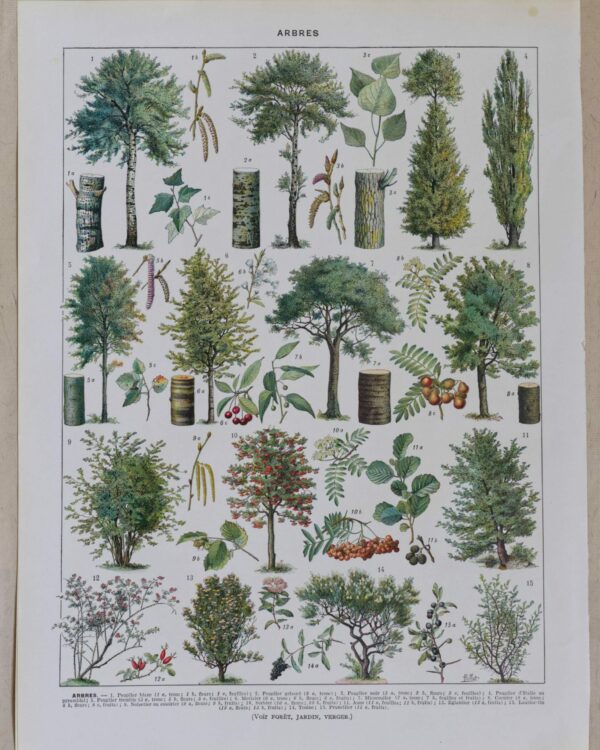 il_fullxfull.7350107005_f6ku-scaled-1.jpg Arbres et leurs ennemis, lot de deux planches botaniques 1928