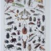 Insectes, planche zoologique originale 1930